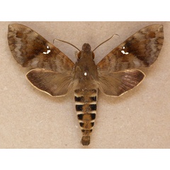 /filer/webapps/moths/media/images/P/peneus_Nephele_A_Butler.jpg