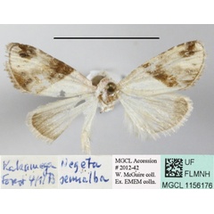 /filer/webapps/moths/media/images/S/semialba_Leucobaeta_A_MGCLa_01.JPG