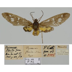 /filer/webapps/moths/media/images/F/florida_Dysauxes_PLT_MNHN.jpg