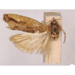 /filer/webapps/moths/media/images/S/sinuosa_Spilonota_LT_SAMC.jpg