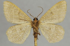 Isturgia sakalava