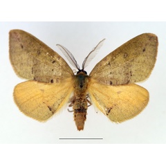 /filer/webapps/moths/media/images/C/complanata_Omizodes_AM_TMSA.jpg