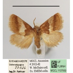/filer/webapps/moths/media/images/E/extenuata_Halseyia_A_MGCLa_02.JPG