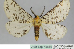 Nothabraxas castus