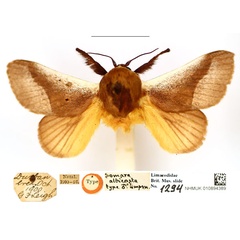 /filer/webapps/moths/media/images/A/albicosta_Somara_PTM_BMNH_KYEK4zg.jpg