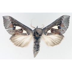 /filer/webapps/moths/media/images/B/bracteata_Antiophlebia_AF_TMSA_02.jpg