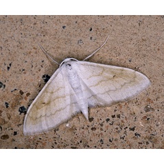 /filer/webapps/moths/media/images/R/rufisalsa_Scopula_A_Roland_01.jpg
