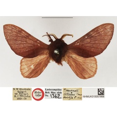 /filer/webapps/moths/media/images/D/dollmani_Pseudometa_HT_NHMUK_GpFE3Pf.jpg