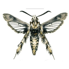 /filer/webapps/moths/media/images/A/arabica_Afromelittia_HT_COGMb.jpg