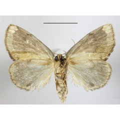 /filer/webapps/moths/media/images/V/viridescens_Ectolopha_A_MGCLb_01.JPG
