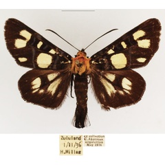 /filer/webapps/moths/media/images/E/echione_Hespagarista_AM_TMSA_01.jpg