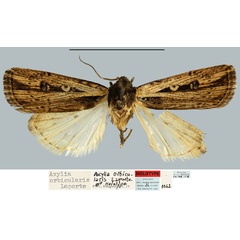 /filer/webapps/moths/media/images/O/orbicularis_Axylia_HT_MNHN.jpg