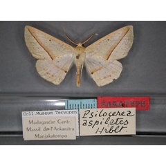 /filer/webapps/moths/media/images/A/aspilates_Psilocerea_PT_RMCA_01.jpg