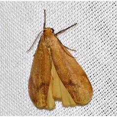 /filer/webapps/moths/media/images/R/rufeola_Hypagoptera_A_Braun_01.jpg
