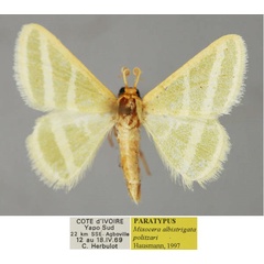 /filer/webapps/moths/media/images/P/politzari_Mixocera_PT_ZSM_01.jpg