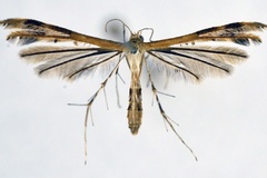 Megalorhipida leucodactylus