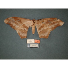 /filer/webapps/moths/media/images/T/truncata_Imbrasia_HT_RMCA_02.jpg