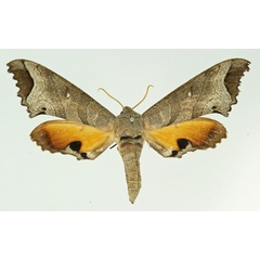 /filer/webapps/moths/media/images/M/maculalis_Gynoeryx_AF_Basquin.jpg