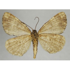 /filer/webapps/moths/media/images/A/anodina_Xylopteryx_HT_ZSMb.jpg