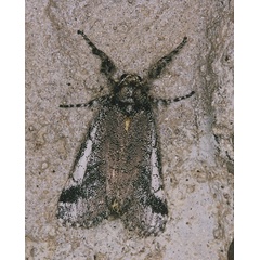 /filer/webapps/moths/media/images/D/daures_Tearosoma_A_Roland_01a.jpg
