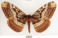 Dactyloceras neumayeri