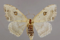 Problepsis figurata figurata