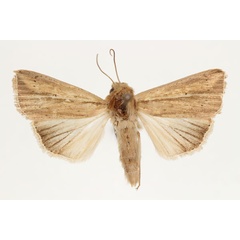 /filer/webapps/moths/media/images/V/viettei_Aletia_AM_RMCA_03.jpg