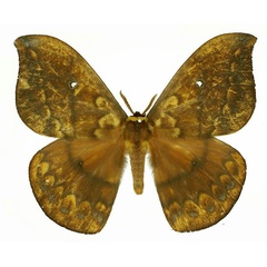 /filer/webapps/moths/media/images/O/ornata_Maltagorea_AM_Basquin.jpg