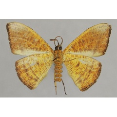 /filer/webapps/moths/media/images/S/scoblei_Milocera_HT_ZSMb.jpg