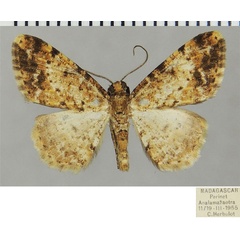 /filer/webapps/moths/media/images/A/annumerata_Ectropis_AM_ZSMa.jpg