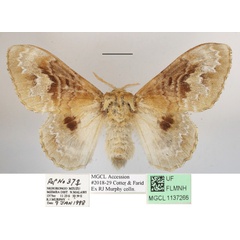 /filer/webapps/moths/media/images/C/clementsi_Schausinna_AF_MGCLa_02.JPG