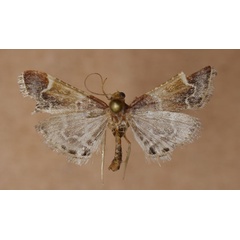 /filer/webapps/moths/media/images/F/farinalis_Pyralis_A_Butler.jpg