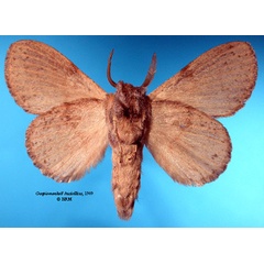 /filer/webapps/moths/media/images/M/marshalli_Craspia_HT_SNHMb.jpg