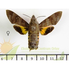 /filer/webapps/moths/media/images/C/corythus_Macroglossum_AF_SMCR_02.jpg