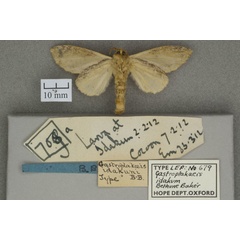 /filer/webapps/moths/media/images/I/idakum_Wierdonia_HTF_OUMNHb_01.jpg