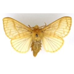 /filer/webapps/moths/media/images/O/ochroleuca_Bombycopsis_AM_SNHM.jpg