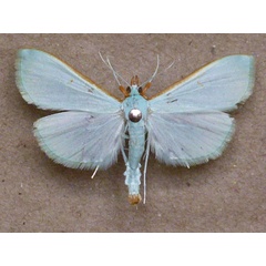 /filer/webapps/moths/media/images/P/prasinalis_Parotis_A_Butler.jpg