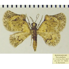 /filer/webapps/moths/media/images/N/nanula_Mesocolpia_AM_ZSMa.jpg