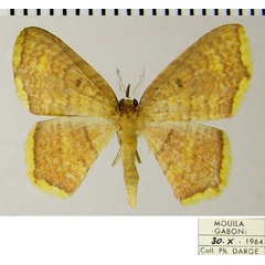 /filer/webapps/moths/media/images/M/mediofusca_Eois_AM_ZSM_01.jpg