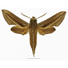 /filer/webapps/moths/media/images/M/mothironi_Theretra_AM_Basquina.jpg