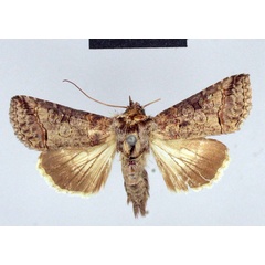 /filer/webapps/moths/media/images/T/triopis_Abrostola_A_ZMHB.jpg