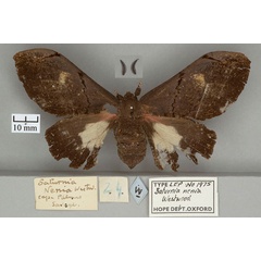 /filer/webapps/moths/media/images/N/nenia_Saturnia_HT_OUMNH_01.jpg