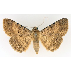 /filer/webapps/moths/media/images/C/collutrix_Polydesma_AF_TMSA_01.jpg