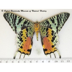 /filer/webapps/moths/media/images/R/rhipheus_Chrysiridia_A_OUMNHb_01.jpg
