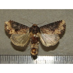 /filer/webapps/moths/media/images/M/media_Saalmuellerana_A_Goff_01_WkuT89z.jpg