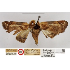 /filer/webapps/moths/media/images/G/gilvicolor_Eutelia_HT_NHMUK.jpg