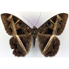 /filer/webapps/moths/media/images/M/magus_Cyligramma_A_RMCA.jpg