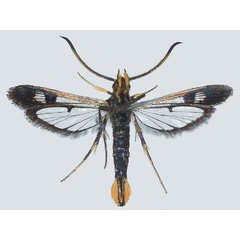 /filer/webapps/moths/media/images/D/darkovi_Jerbeia_HT_COGMb.jpg