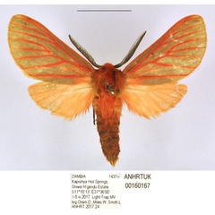 /filer/webapps/moths/media/images/S/smithi_Metarctia_PTM_ANHRT.jpg