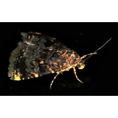 /filer/webapps/moths/media/images/V/vultuosa_Acontiola_A_Braun_02.jpg